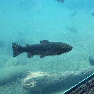 Meet your Posher, Cara